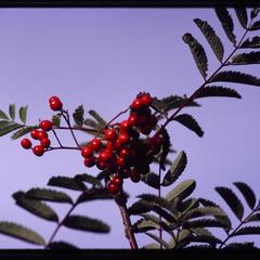 Rowan berries against blue sky, Isle of Tiree