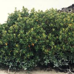 Button Mangrove (Conocarpus erectus)