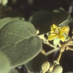 Capparis cordata, La Puntilla