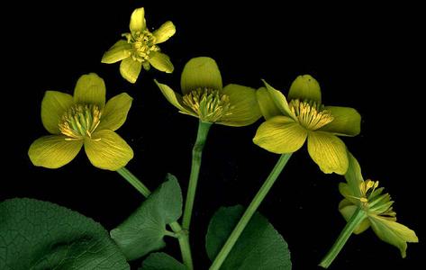 Detail of the flowers of Caltha palustris