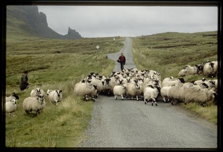 Isle of Skye, herding sheep on the Trotternish Peninsula