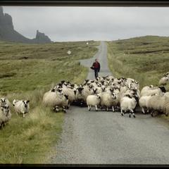 Isle of Skye, herding sheep on the Trotternish Peninsula