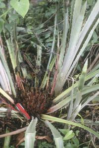 "Piñela," a wild and possibly edible relative of pineapple