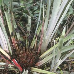 "Piñela," a wild and possibly edible relative of pineapple