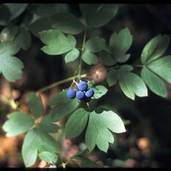 Blue cohosh berries and leaves, Ridgeland