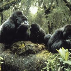 Gorilla beringei beringei