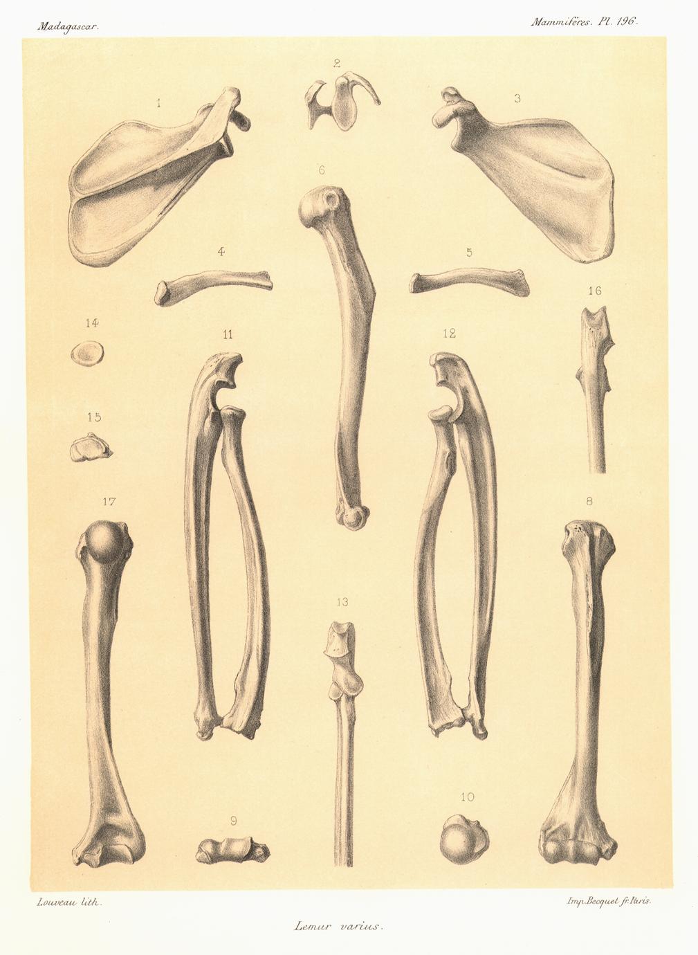 Lemur varius