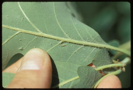 Aphid feeding on a white oak leaf