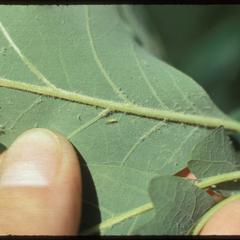 Aphid feeding on a white oak leaf