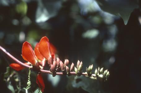 Flowers of Erythrina, west of Teloloapan