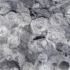 Cryptozoa showing conical forms