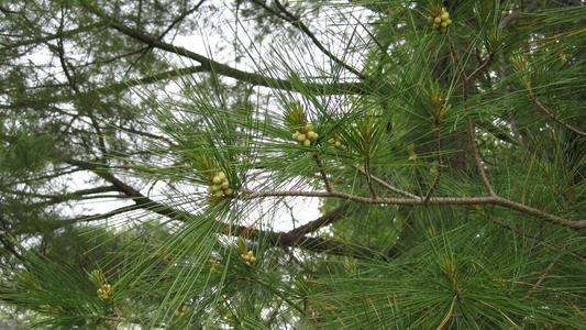 Clusters of male cones of white pine, Pinus strobus