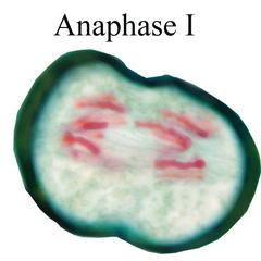 Anaphase I - Lilium microsporogenesis