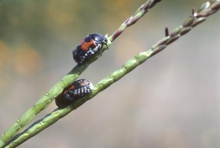 Tripsacum beetles, west of Guadalajara