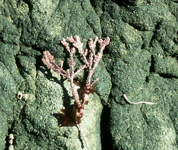 Corraline red alga