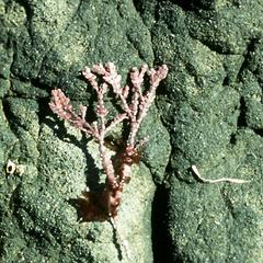 Corraline red alga