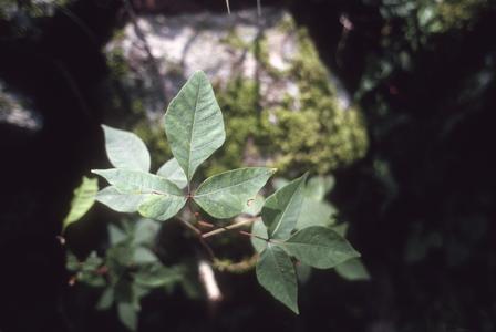 Poison ivy at Rancho del Cielo