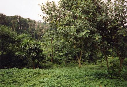 Rainforest greenery