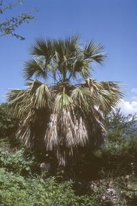 Sabal rosei, a Mexican endemic, north of Iguala