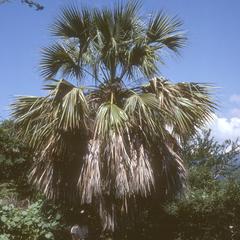 Sabal rosei, a Mexican endemic, north of Iguala