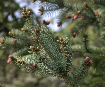 Bough with young ovulate cones and male cones of white spruce