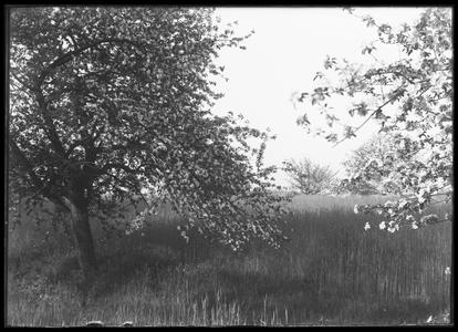 In the orchard in May
