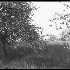 In the orchard in May