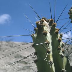 Cacti, Puquis Road, Lucanas, Ayacucho