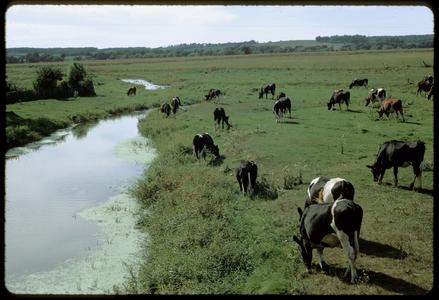Cows along Badger Mill Creek -- shows what is happening to wet prairies