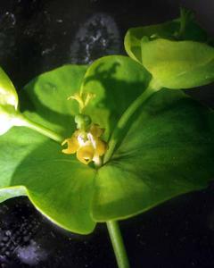 Flowering shoot of Euphorbia esula