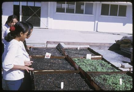 Fa Ngum school : vegetable growing--seedbeds
