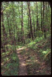 Mesic forest, Wyalusing State Park