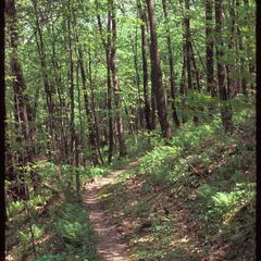 Mesic forest, Wyalusing State Park