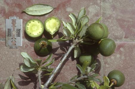 Jacquinia pubescens with fruit