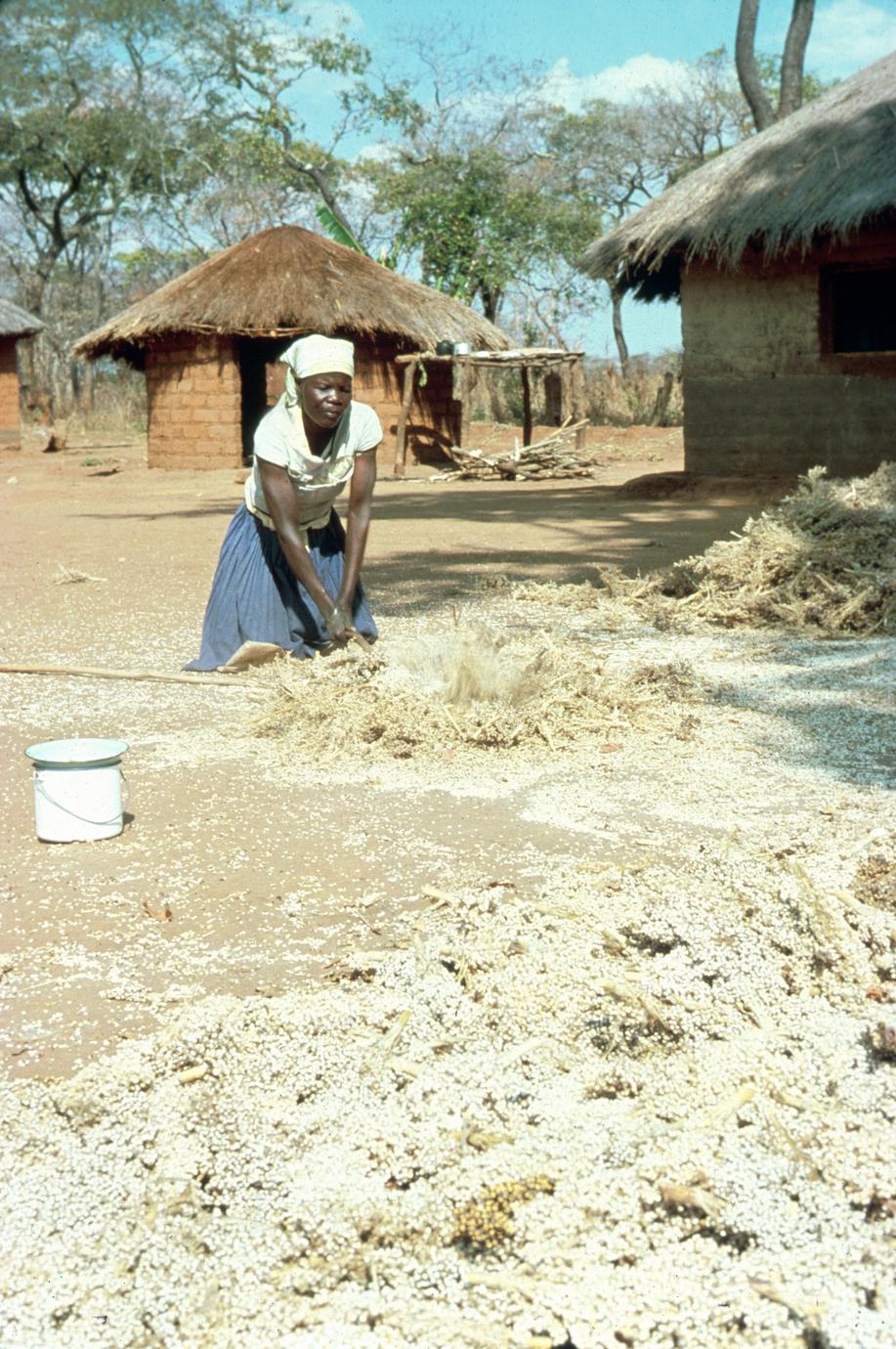 Lamba Village Woman Threshing Sorghum
