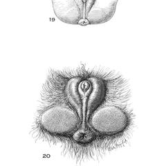 Gibbon Genitalia Print