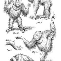 Adult Male Orangutan Print