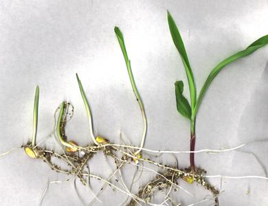 Corn seedlings in various stages of growth