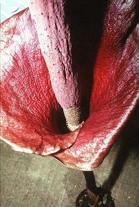 Inflorescence of Amorphophallus Konjak