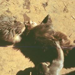 Macaca mulatta