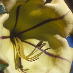 Close-up of Solandra grandiflora flower