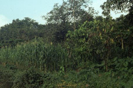Oshogbo farm