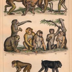 Macaque Group Print