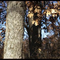 White oak tree in early winter, University of Wisconsin Arboretum