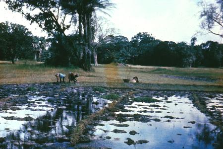 Women Transplanting Rice near Bignona in the Casamance Region