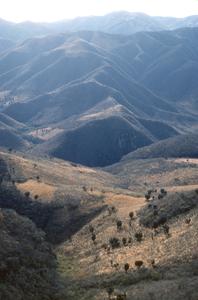 Mountains with thorn forest and cacti left in corn fields north of Autlán