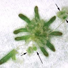 Marchantia - dissected archegoniophore with sporophytes detached