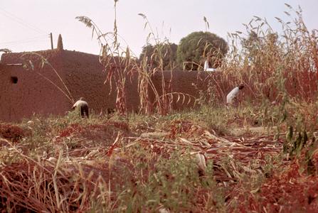 Harvesting Guinea-Corn (Sorghum)