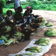 Selling Roasted Maize by the Roadside
