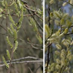 Male and female willows